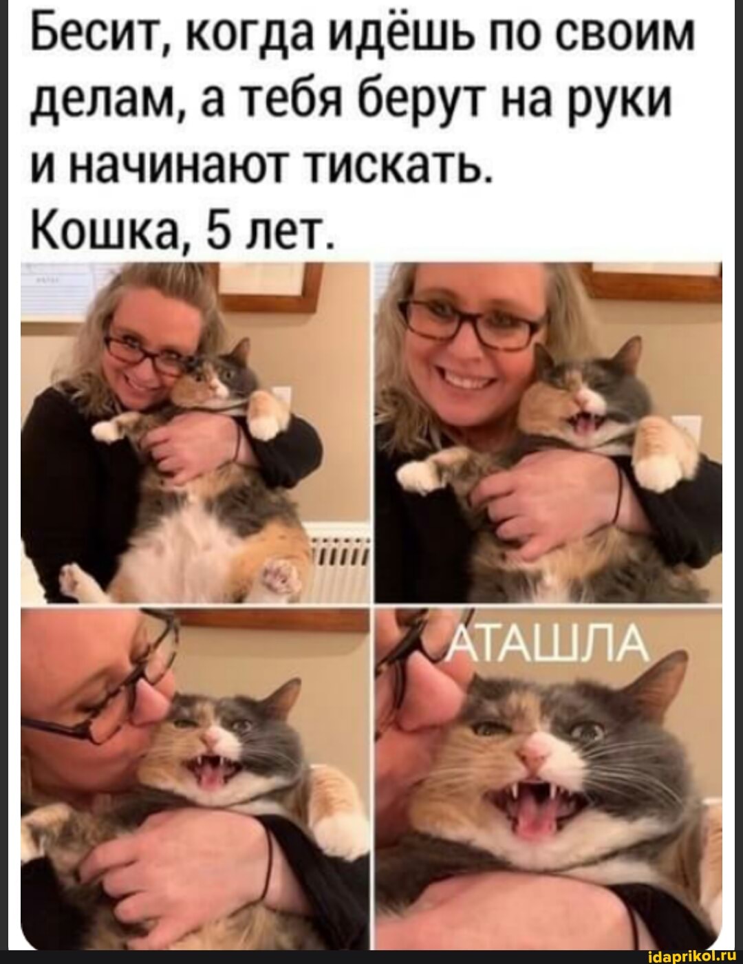 Бесит, когда идёшь по своим
делам, а тебя берут на руки
и начинают тискать.
Кошка, 5 лет.