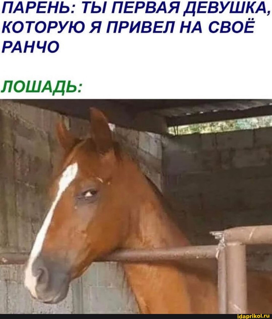 ПАРЕНЬ: ТЫ ПЕРВАЯ ДЕВУШКА,
КОТОРУЮ Я ПРИВЕЛ НА СВОЁ РАНЧО
ЛОШАДЬ: