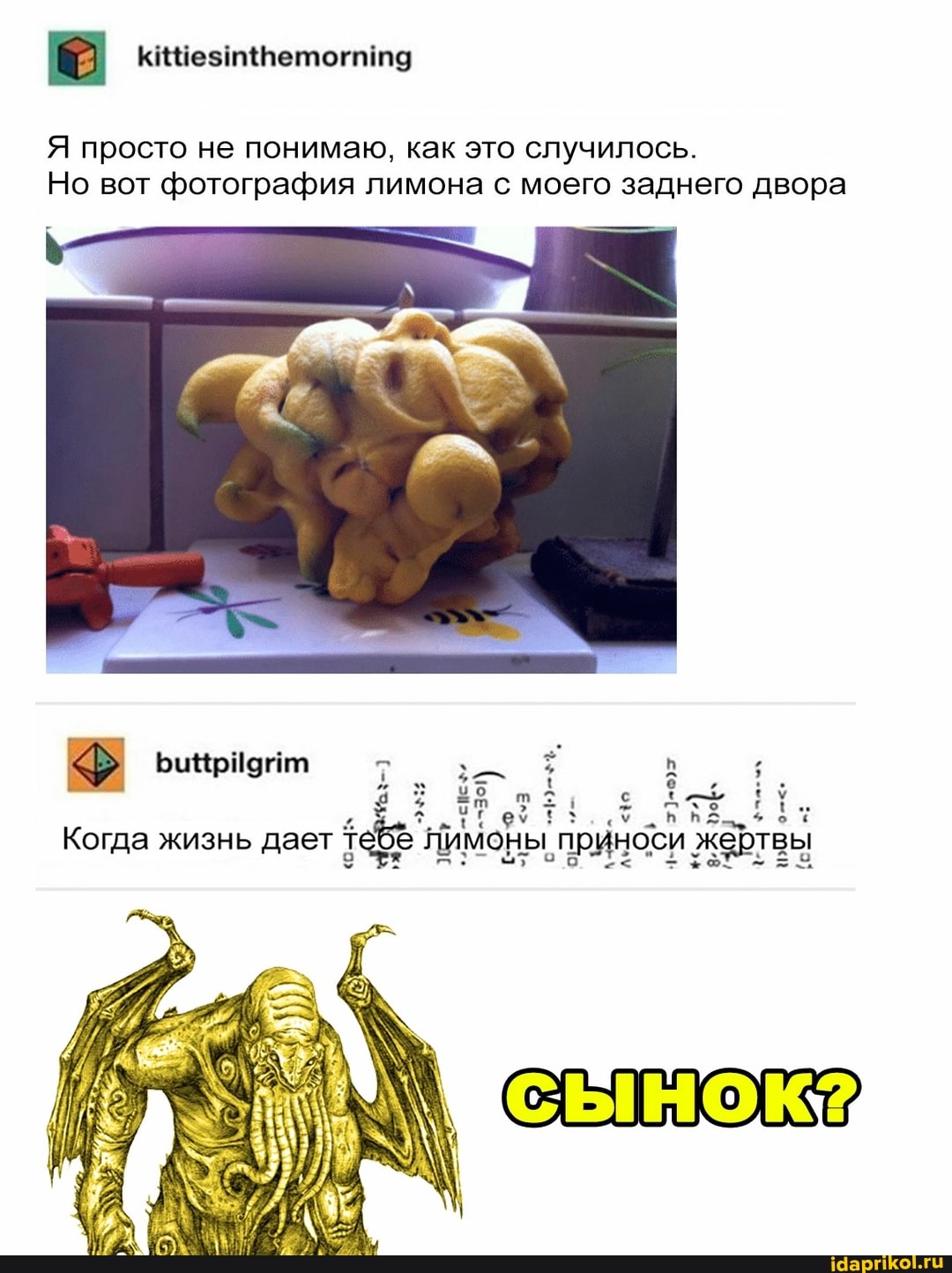 Я просто не понимаю, как это случилось.
Но вот фотография лимона с моего заднего двора
83 :
Когда жизнь дает лимоны приноси жерт