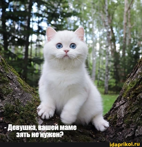 - Девушка, вашей маме зять не нужен?
