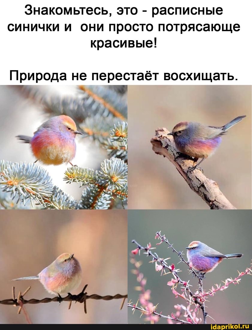 Знакомьтесь, это - расписные синички и они просто потрясающе красивые!
Природа не перестаёт восхищать.