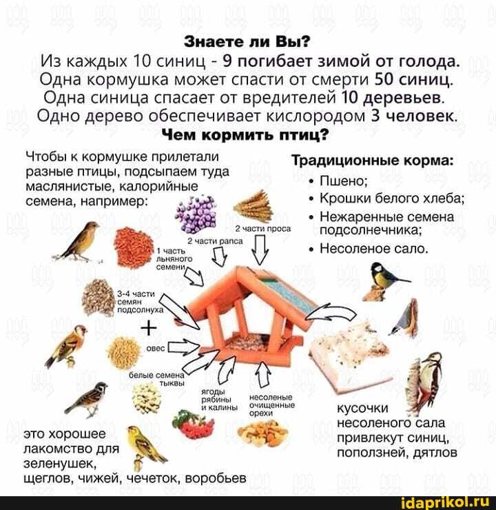 Знаете ли Вы?
Из каждых 10 синиц - 9 погибает зимой от голода.
Одна кормушка может спасти от смерти 50 синиц.
Одна синица спасает от вредителей 10 деревьев.
Одно дерево обеспечивает кислородом 3 человек.
Чем кормить птиц?
Чтобы к кормушке прилетали Традиционные корма: разные птицы, маслянистые, подсыпаем туда Пшено;
маслянистые, калорийные семена, например: Крошки белого хлеба;
Нежаренные семена
2 части проса подсолнечника; части
Несоленое сало.
кусочки несоленого сала это хорошее привлекут синиц, лакомство для поползней, дятлов зеленушек,
пеглов. чижей. чечеток воробьев