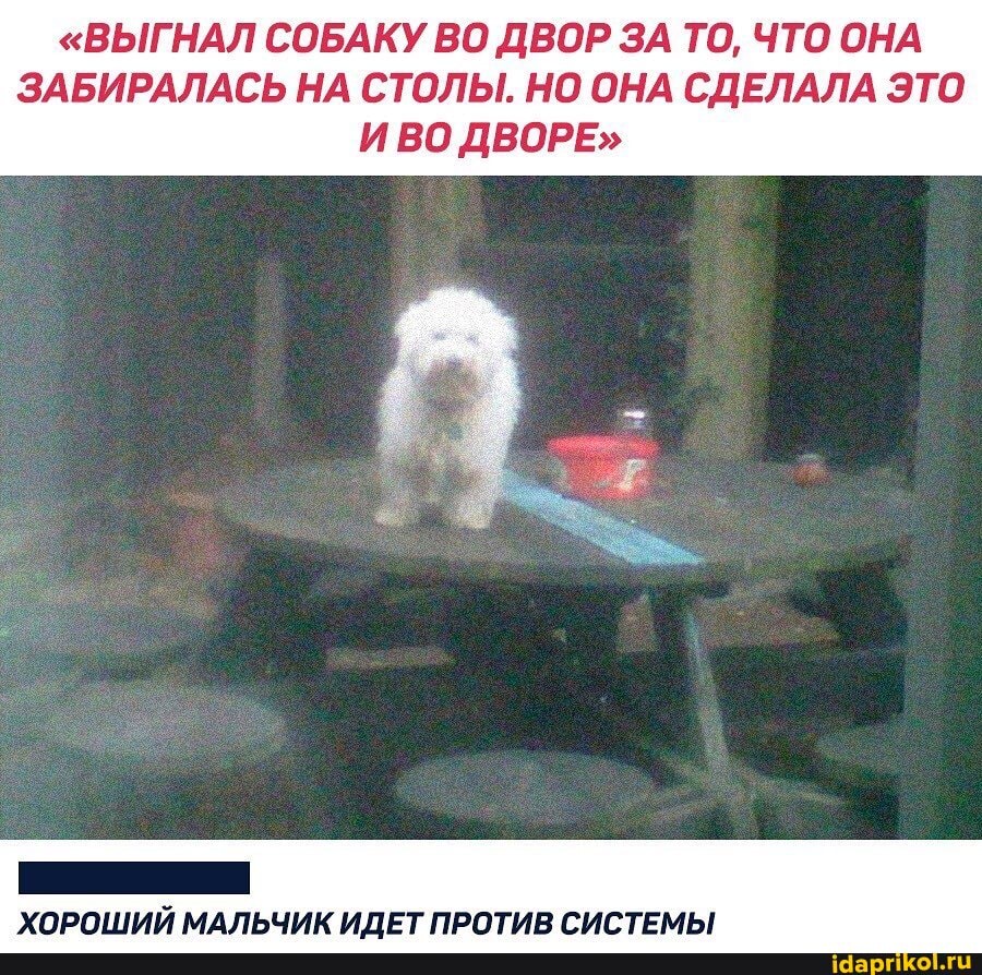 "ВЫГНАЛ СОБАКУ ВО ДВОР ЗА ТО, ЧТО ОНА
ЗАБИРАЛАСЬ НА СТОЛЫ. НО ОНА СДЕЛАЛА ЭТО
И ВО ДВОРЕ"
ОНИ
ХОРОШИЙ МАЛЬЧИК ИДЕТ ПРОТИВ СИСТЕМЫ