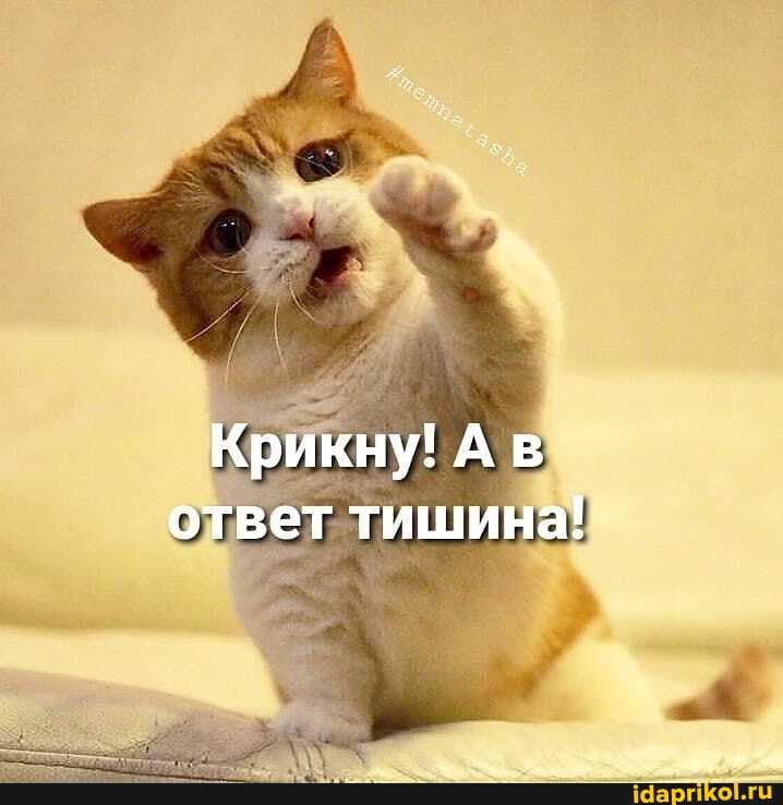 Крикну! Ав ответ тишина!