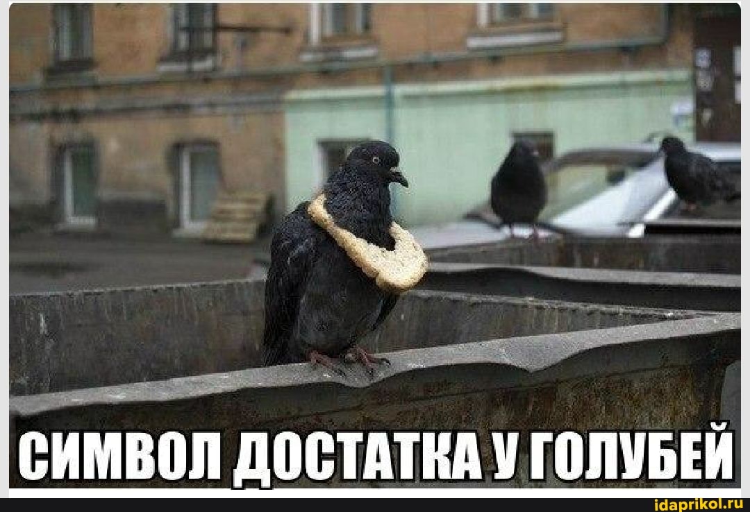 СИМВОЛ ДОСТАТКА У ГОЛУБЕЙ