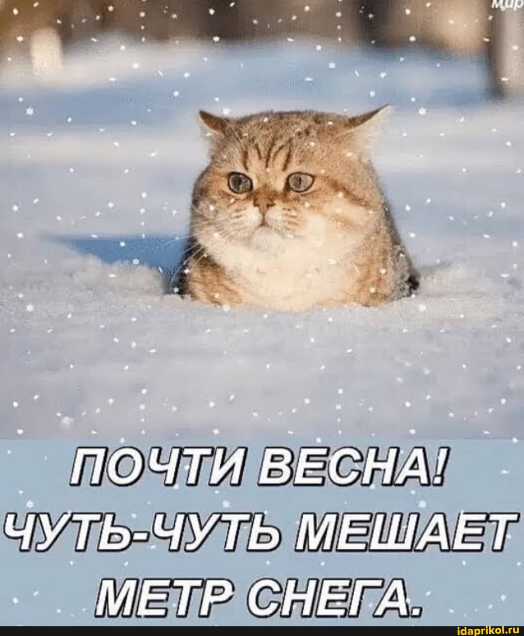 ПОЧТИ ВЕСНА!
ЧУТЬ-ЧУТЬ МЕШАЕТ МЕТР СНЕГА.
