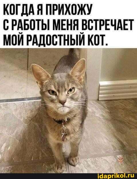 КОГДА Я ПРИХОЖУ С РАБОТЫ МЕНЯ ВСТРЕЧАЕТ МОИ РАДОСТНЫЙ КОТ.