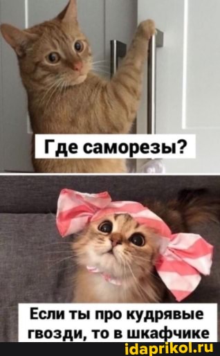 Где саморезы?
Если ты про кудрявые