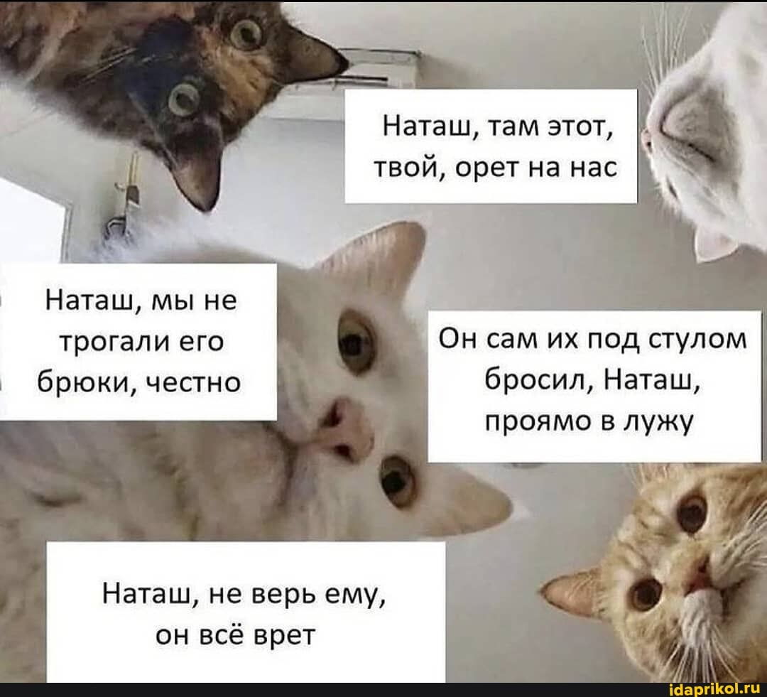 Наташ, там этот, твой, орет на нас
Наташ, мы не трогали его Он сам их под стулом
брюки, честно бросил, Наташ, проямо в лужу
Наташ, не верь ему, он всё врет
