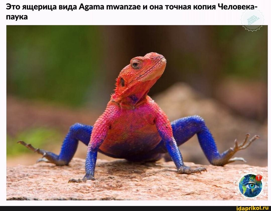 Это ящерица вида Агата и она точная копия Человека- паука