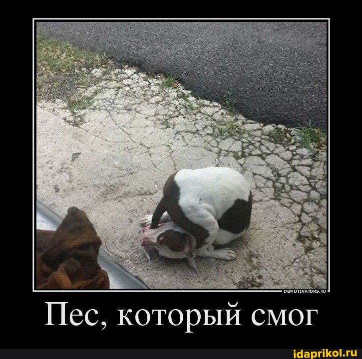 Пес, который смог