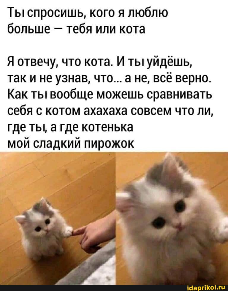 Ты спросишь, кого я люблю больше тебя или кота
Я отвечу, что кота. И ты уйдёшь, так и не узнав, что... а не, всё верно.
Как ты вообще можешь сравнивать себя с котом ахахаха совсем что ли, где ты, а где котенька мой сладкий пирожок