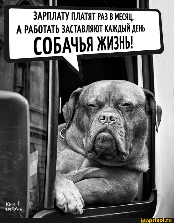 ЗАРПЛАТУ ПЛАТЯТ РАЗ В МЕСЯЦ,
А РАБОТАТЬ ЗАСТАВЛЯЮТ КАЖДЫЙ ДЕНЬ
(СОБАЧЬЯ ЖИЗНЫ