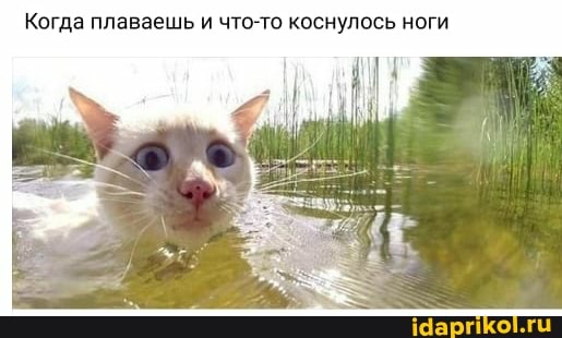 Когда плаваешь и что-то коснулось ноги