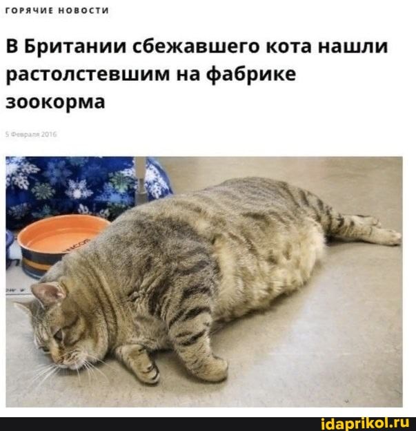 ГОРЯЧИЕ НОВОСТИ
В Британии сбежавшего кота нашли растолстевшим на фабрике зоокорма