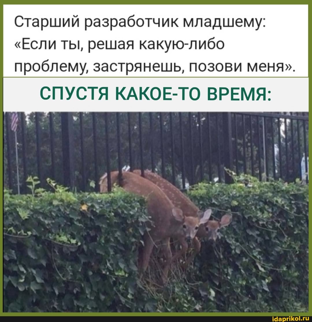 Старший разработчик младшему:
"Если ты, решая какую-либо проблему, застрянешь, позови меня".
СПУСТЯ КАКОЕ-ТО ВРЕМЯ: