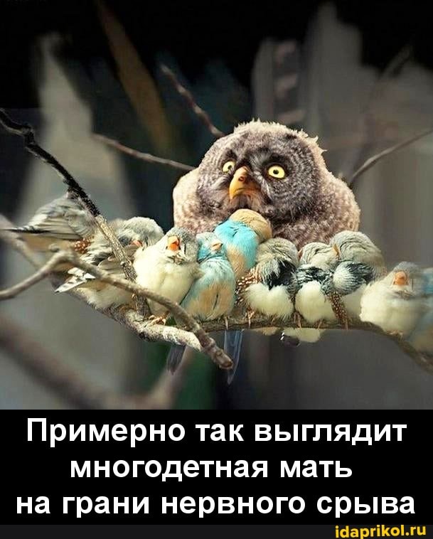 Примерно так выглядит многодетная мать
на грани нервного срыва