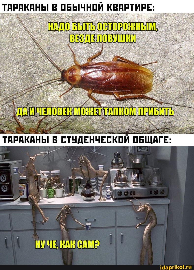 ТАРАКАНЫ ОБЫЧНОЙ КВАРТИРЕ: