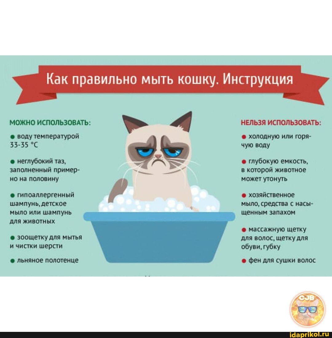 МОЖНО ИСПОЛЬЗОВАТЬ:
воду температурой
53-55
неглубокий таз, заполненный пример- но на половину
гипоаллергенный шампунь, детское мыло или шампунь для животных
зоощетку для мытья и чистки шерсти
льняное полотенце
Как правильно мыть кошку. Инструкция
НЕЛЬЗЯ ИСПОЛЬЗОВАТЬ:
холодную или горя- чую воду
глубокую емкость, в которой животное может утонуть
хозяйственное мыло, средства с насы-
' щенным запахом
массажную щетку для волос, щетку для обуви, губку
фен для сушки волос