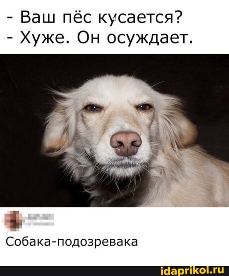 - Ваш пёс кусается?
- Хуже. Он осуждает.
Собака-подозревака