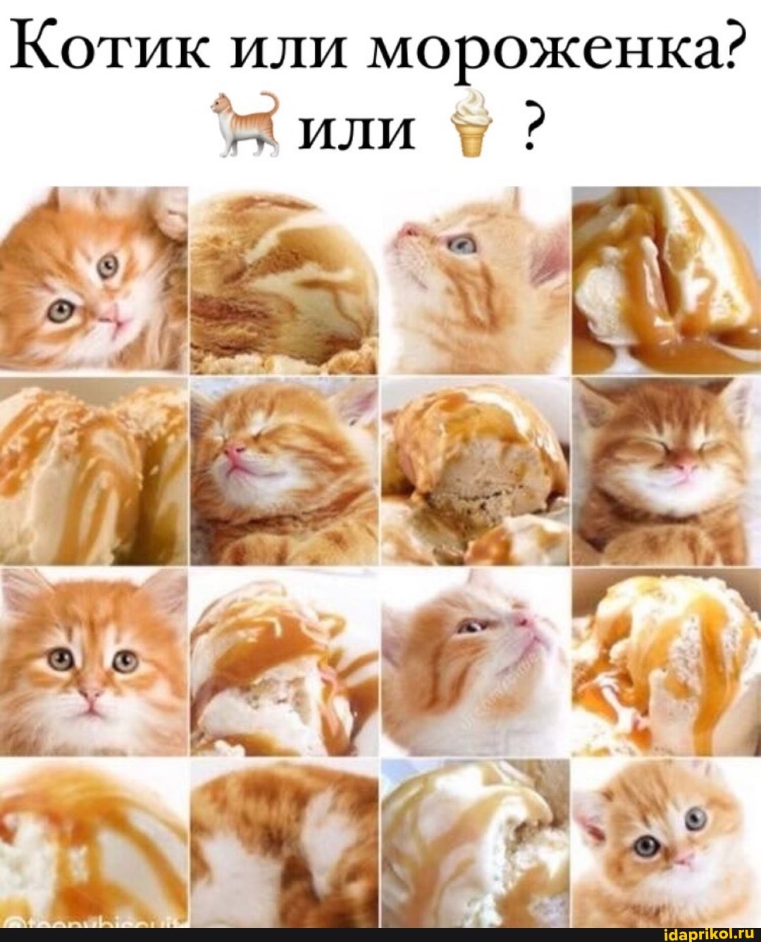 Котик или мороженка? или