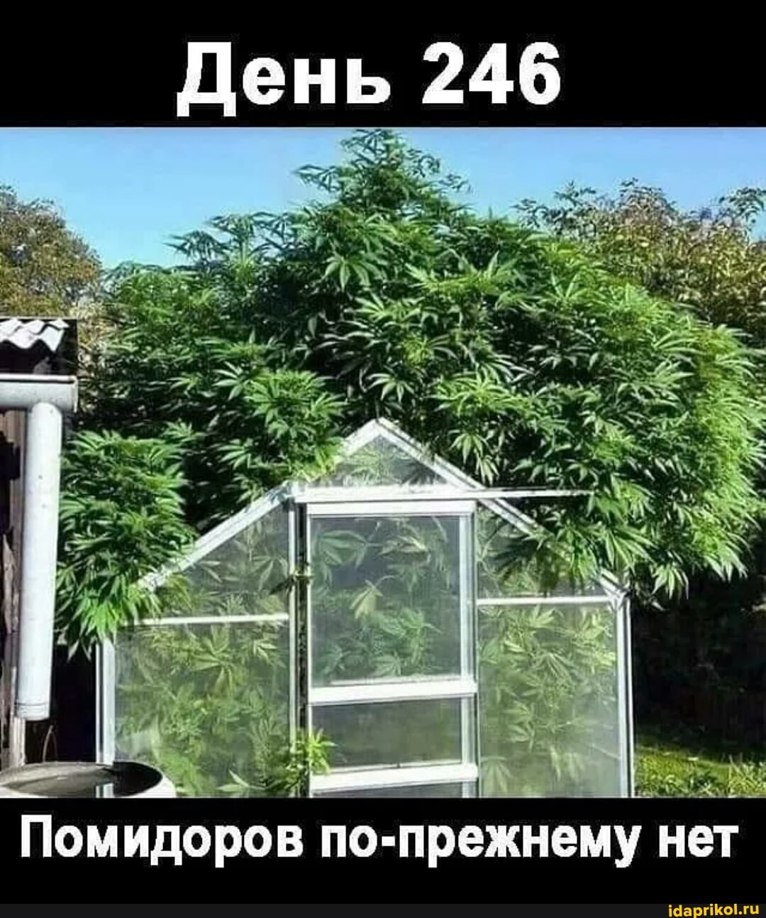 День 246
Помидоров по-прежнему нет