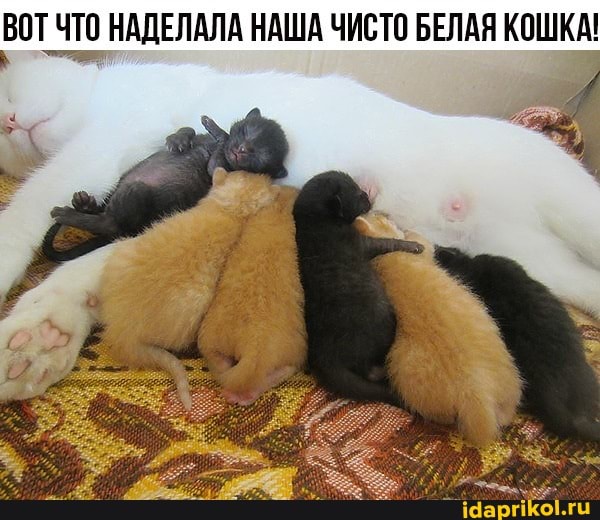 ВОТ ЧТО НАДЕЛАЛА НАША ЧИСТО БЕЛАЯ КОШКА!