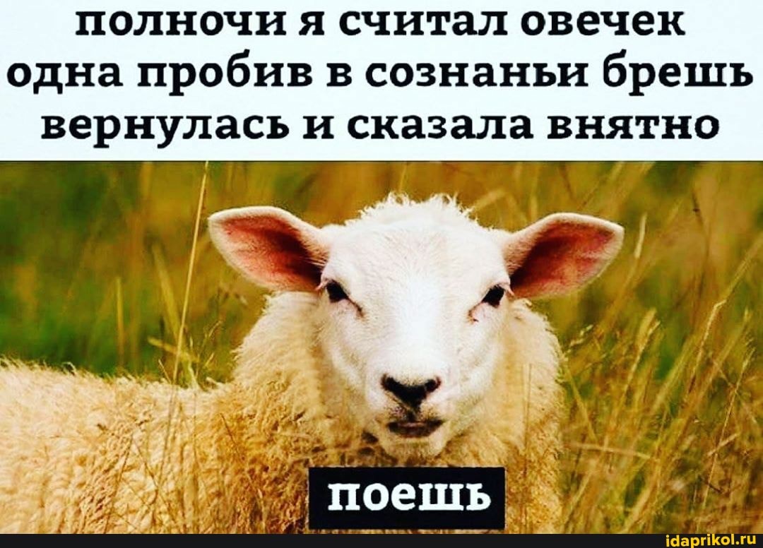 полночи я считал овечек
одна пробив в сознаньи брешь вернулась и сказала внятно
поешь