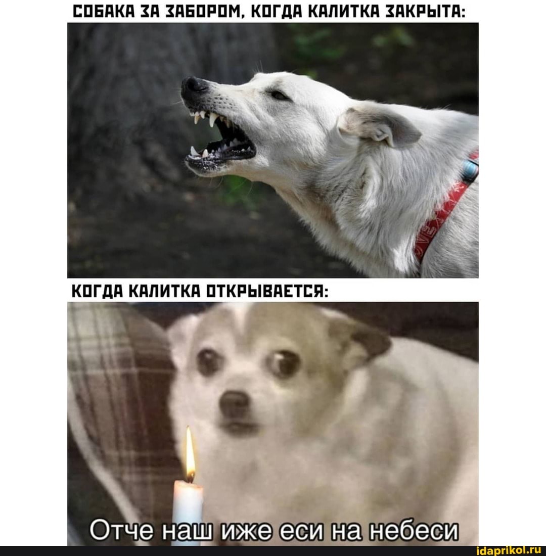 СОБАКА ЗА ЗАБОРОМ, КОГДА КАЛИТКА ЗАКРЫТА:
КОГДА КАЛИТКА ОТКРЫВАЕТСЯ:
Отче на