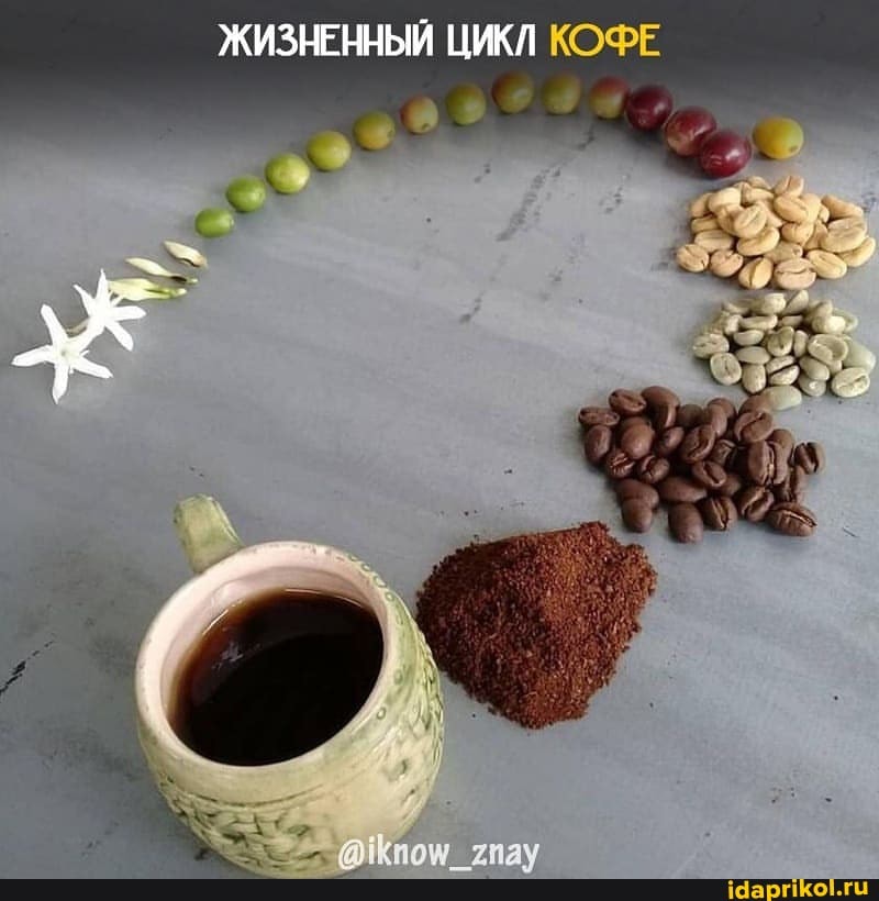 ЖИЗНЕННЫЙ ЦИКЛ КОФЕ