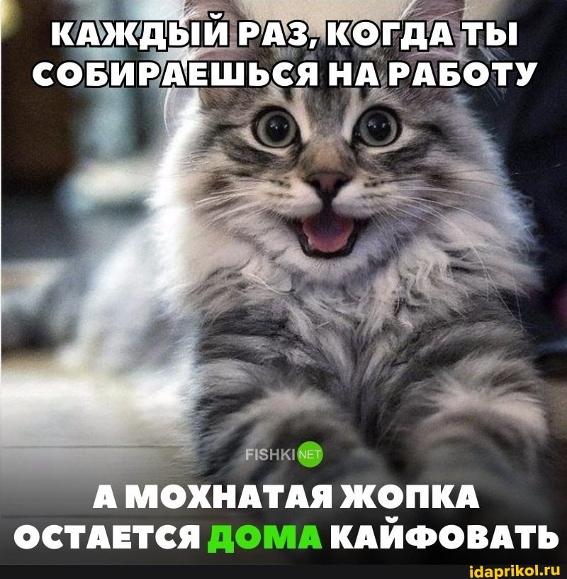 КАЖДЫЙ РАЗ, КОГДА ТЫ СОБИРАЕШЬСЯ НА РАБОТУ
А МОХНАТАЯ ЖОПКА ОСТАЕТСЯ ДОМА КАЙФОВАТЬ