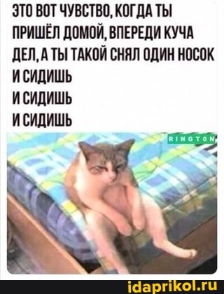 ЗТО ВОТ ЧУВСТВО, КОГДА ТЫ ПРИШЁЛ ДОМОЙ, ВПЕРЕДИ КУЧА ДЕЛ, А ТЫ ТАКОЙ СНЯЛ ОДИН НОСОК ИСИДИШЬ
ИСИДИШЬ
ИСИДИШЬ