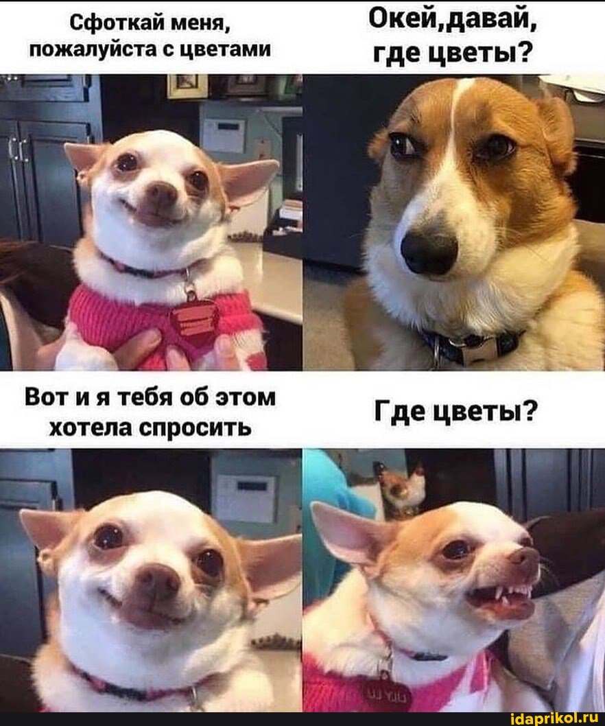 Сфоткай меня, Окей, давай, пожалуйста с цветами где цветы?
Вот ия тебя об этом
хотела спросить Где цветы?