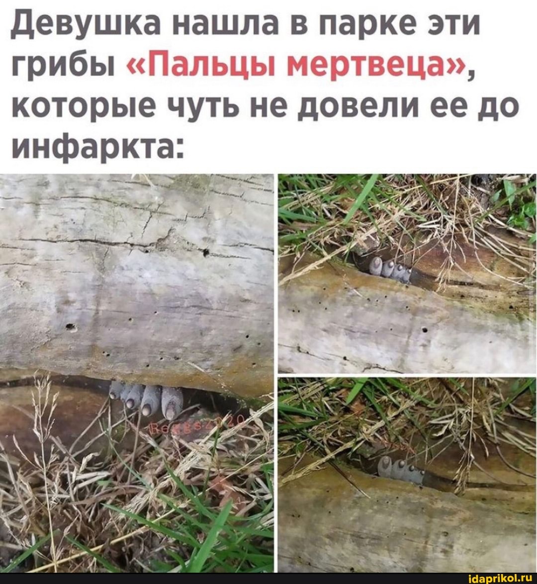 Девушка нашла в парке эти грибы "Пальцы мертвеца", которые чуть не довели ее до инфаркта: