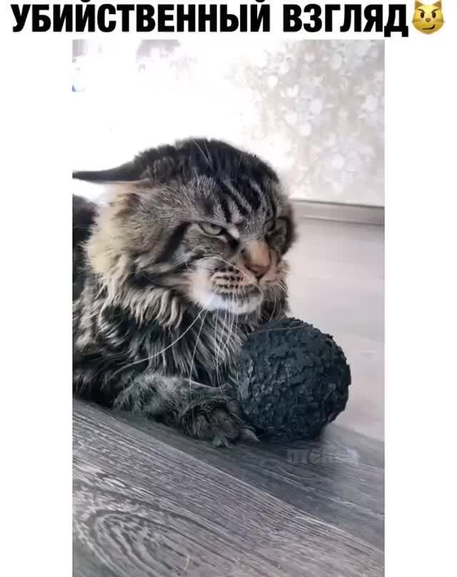 УБИИСТВЕННЫЙ ВЗГЛЯД