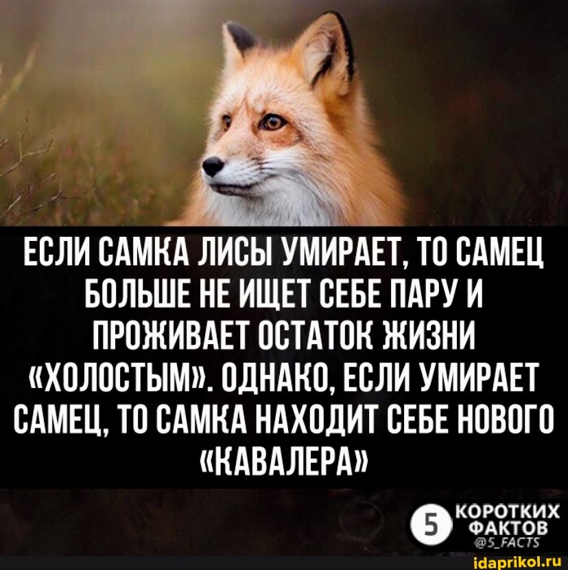 ЕСЛИ САМКА ЛИСЫ УМИРАЕТ, ТО САМЕЦ БОЛЬШЕ НЕ ИЩЕТ СЕБЕ ПАРУ И ПРОЖИВАЕТ ОСТАТОК ЖИЗНИ
"ХОЛОСТЫМ". ОДНАКО, ЕСЛИ УМИРАЕТ САМЕЦ, ТО САМКА НАХОДИТ СЕБЕ НОВОГО
"КАВАЛЕРА
КОРОТКИХ ФАКТОВ