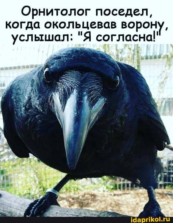 Орнитолог поседел, когда окольцевав ворону, услышал: "Я согласна!