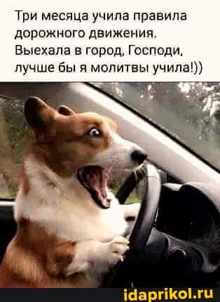Три месяца учила правила дорожного движения. Выехала в город, Господи, лучше бы я молитвы учила!></p>
<p>>