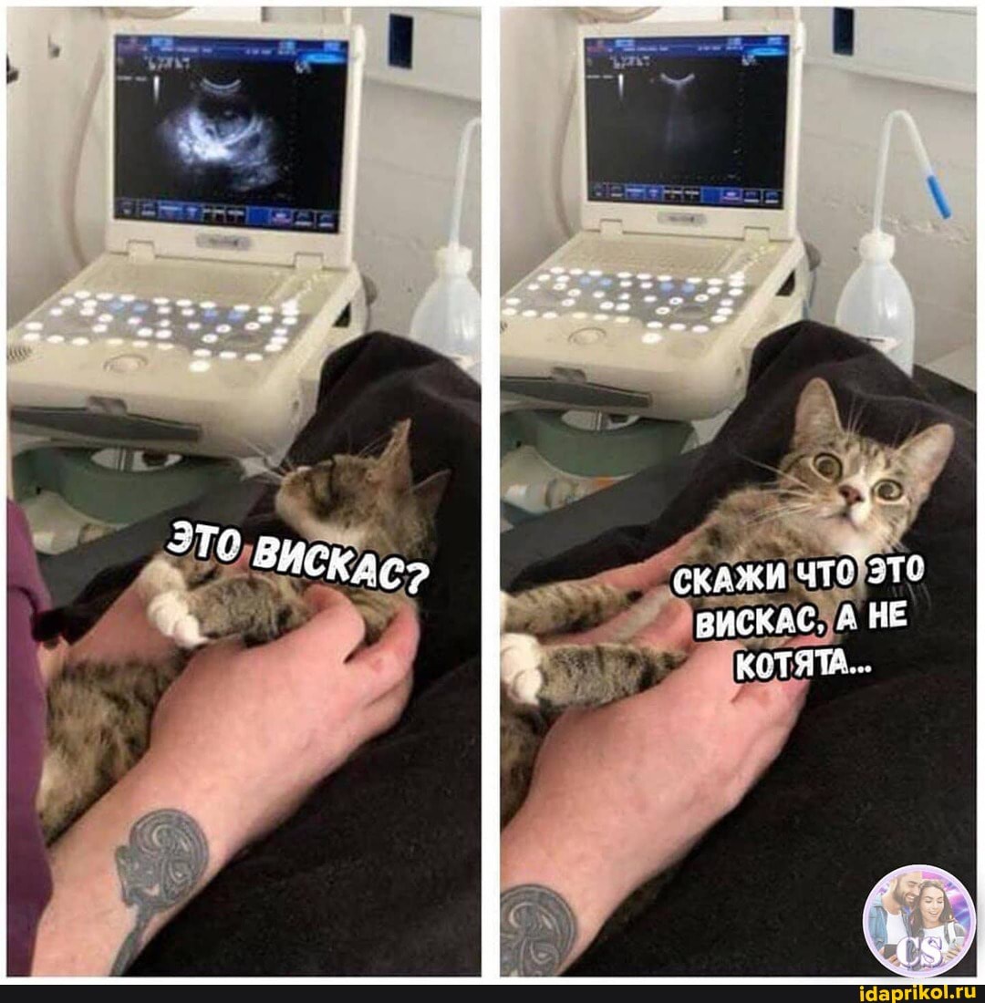 СКАЖИ ЧТО ВИСКАС, НЕ