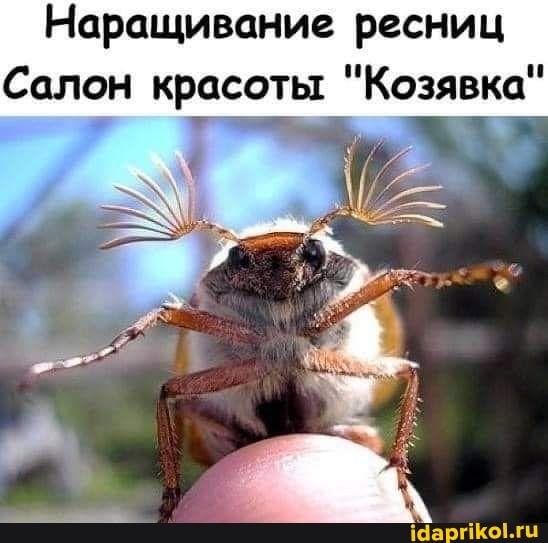Наращивание ресниц
Салон красоты "Козявка"