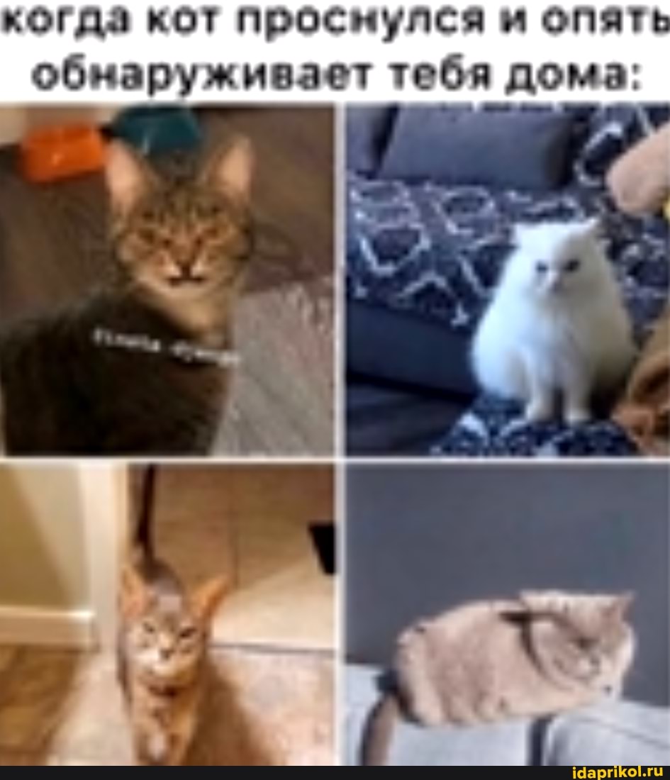 когда кот проснулся и опять обнаруживает тебя дома: