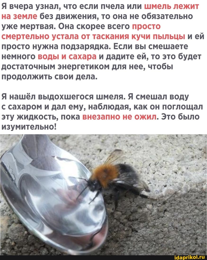 Я вчера узнал, что если пчела или шмель лежит на земле без движения, то она не обязательно уже мертвая. Она скорее всего просто смертельно устала от таскания кучи пыльцы и ей просто нужна подзарядка. Если вы смешаете немного воды и сахара и дадите ей, то это будет достаточным энергетиком для нее, чтобы продолжить свои дела.
Я нашёл выдохшегося шмеля. Я смешал воду с сахаром и дал ему, наблюдая, как он поглощал эту жидкость, пока внезапно не ожил. Это было изумительно!