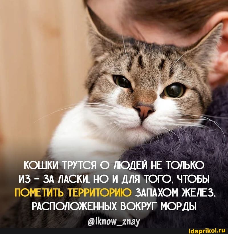 КОШКИ ТРУТСЯ О ЛЮДЕЙ НЕ ТОЛЬКО ИЗ - ЗА ЛАСКИ. НО И ДЛЯ ТОГО. ЧТОБЫ ПОМ ЗАПАХОМ ЖЕЛЕЗ.
РАСПОЛОЖЕННЫХ ВОКРУГ МОРДЫ