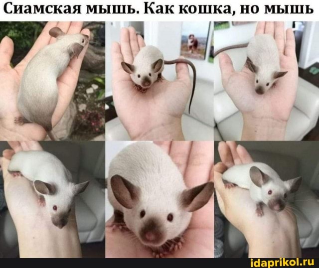 Сиамская мышь. Как кошка, но мышь