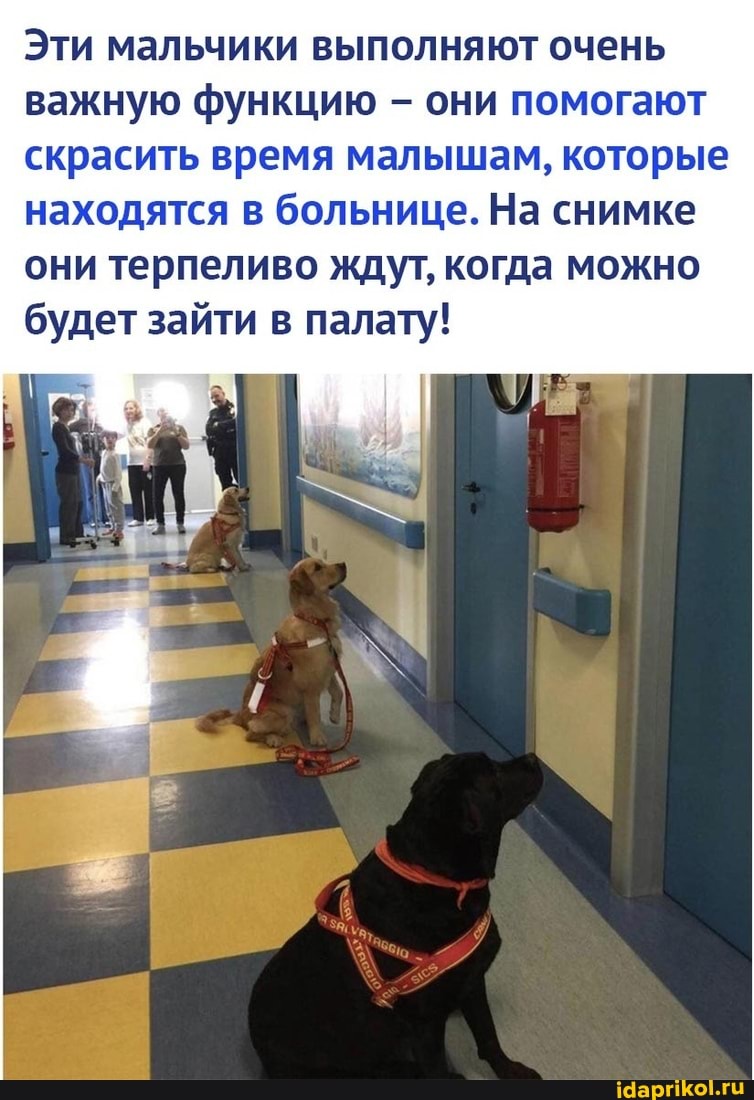Эти мальчики выполняют очень важную функцию - они помогают скрасить время малышам, которые находятся в больнице. На снимке они терпеливо ждут, когда можно будет зайти в палату!