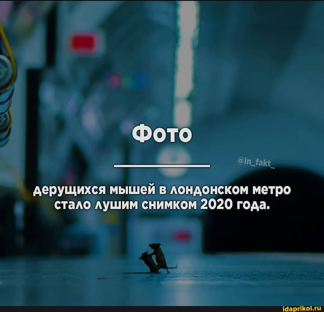Фото
дерущихся мышей в лондонском метро стало лушим снимком 2020 года.