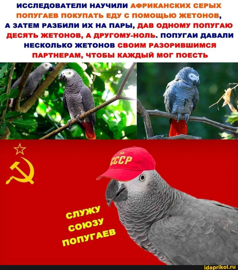 ИССЛЕДОВАТЕЛИ НАУЧИЛИ АФРИКАНСКИХ СЕРЫХ ПОПУГАЕВ ПОКУПАТЬ ЕДУ С ПОМОЩЬЮ ЖЕТОНОВ,
А ЗАТЕМ РАЗБИЛИ ИХ НА ПАРЫ, ДАВ ОДНОМУ ПОПУГАЮ ДЕСЯТЬ ЖЕТОНОВ, А ДРУГОМУ-НОЛЬ. ПОПУГАИ ДАВАЛИ НЕСКОЛЬКО ЖЕТОНОВ СВОИМ РАЗОРИВШИМСЯ ПАРТНЕРАМ, ЧТОБЫ КАЖДЫЙ МОГ ПОЕСТЬ