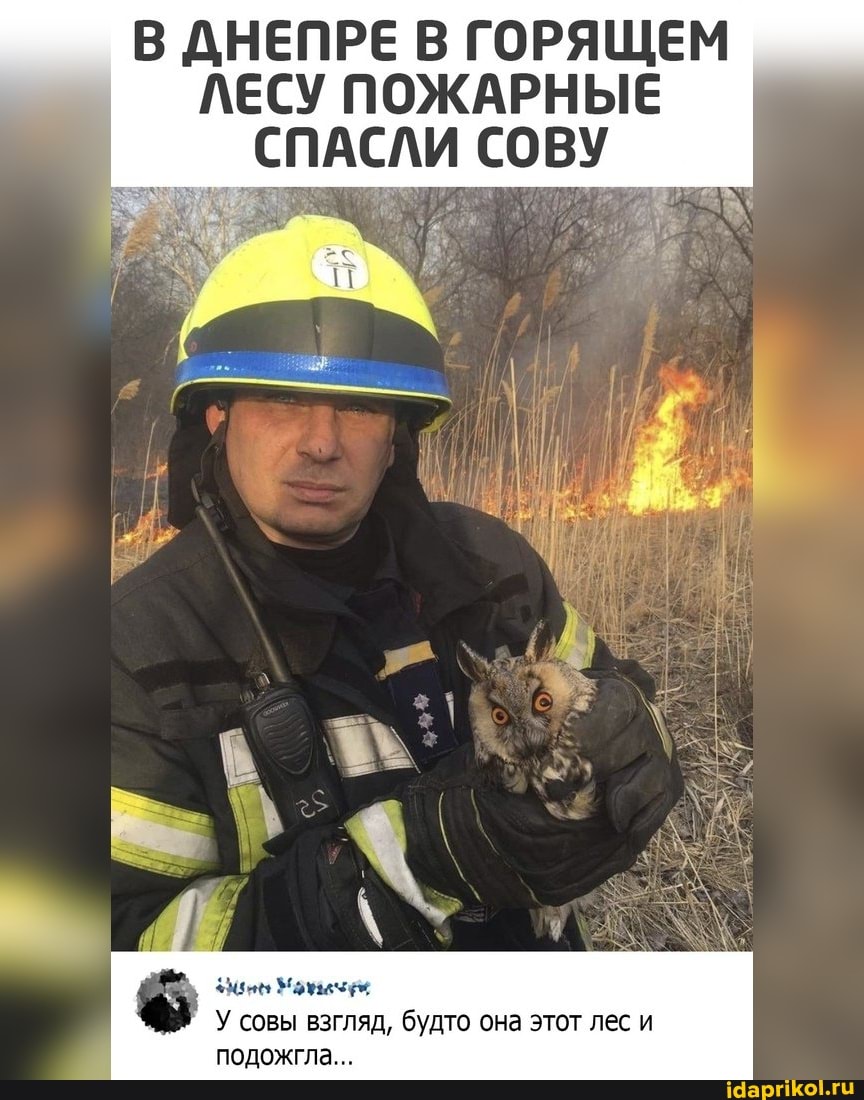 В ДНЕПРЕ В ГОРЯЩЕМ ЛЕСУ ПОЖАРНЫЕ СПАСЛИ СОВУ
У совы взгляд, будто она этот лес и