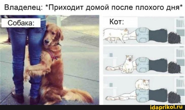 Владелец: *Приходит домой после плохого дня
И
Кот: Собака: