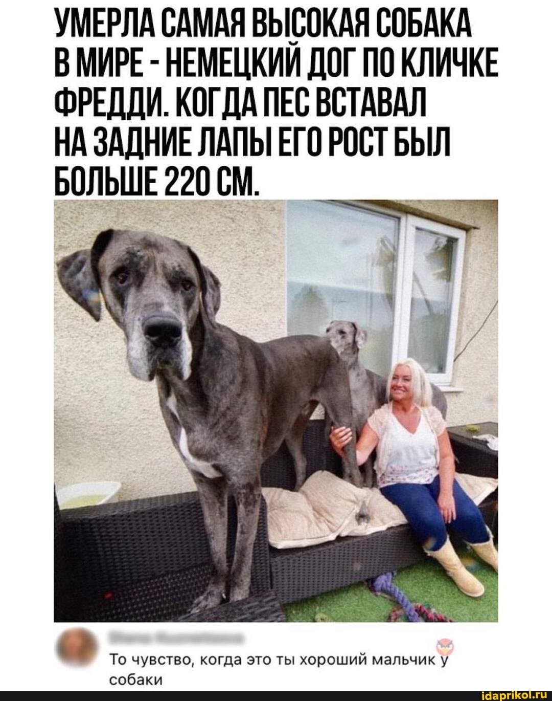 УМЕРЛА САМАЯ ВЫСОКАЯ СОБАКА ВМИРЕ - НЕМЕЦКИИ ДОГ ПО КЛИЧКЕ ФРЕДДИ. КОГДА ПЕС ВСТАВАЛ
НА ЗАДНИЕ ЛАПЫ ЕГО РОСТ БЫЛ БОЛЬШЕ 220 СМ.
мальчик